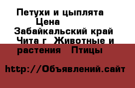 Петухи и цыплята  › Цена ­ 1 000 - Забайкальский край, Чита г. Животные и растения » Птицы   